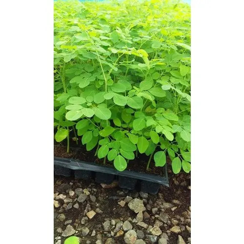 Drumstick Plant