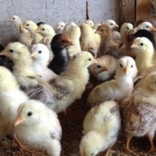 Gavron Chicks