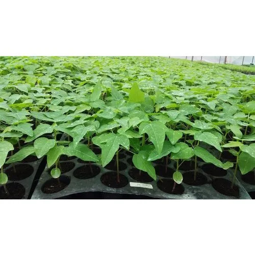 Papaya Plant