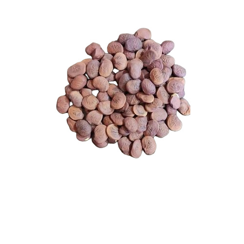 Pongamia Pinnata Seeds