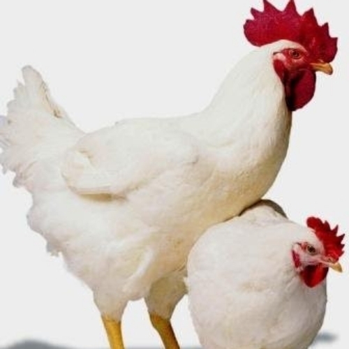 Poultry Chickens