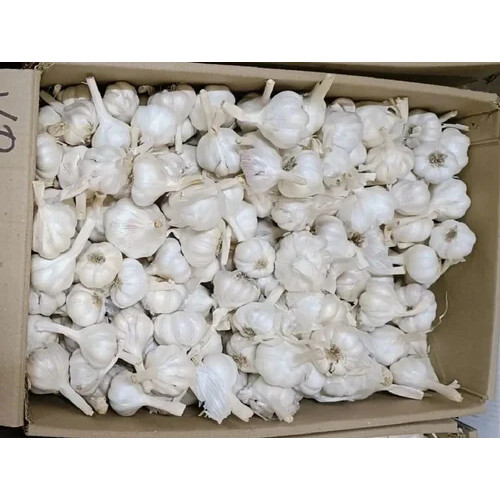 28mm A Grade Fresh Garlic