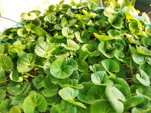 Ayurvedic Herbal Medicines - Age Group: For Adults