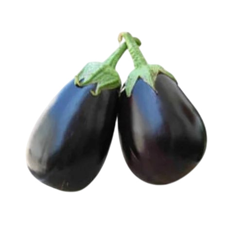 Fresh Brinjal