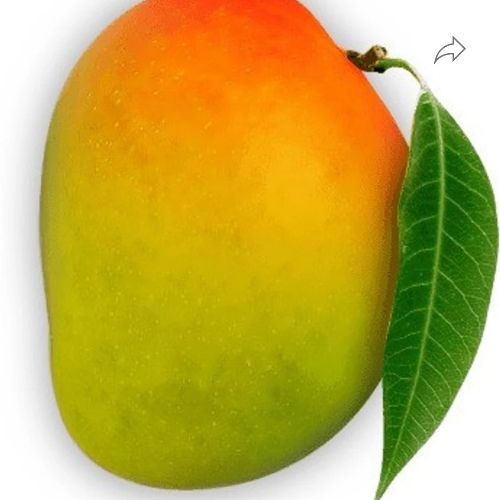 Mango By Purushoth Agri