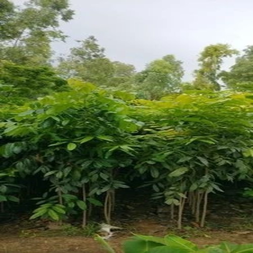 2.5 Feet African Mahogany Plant