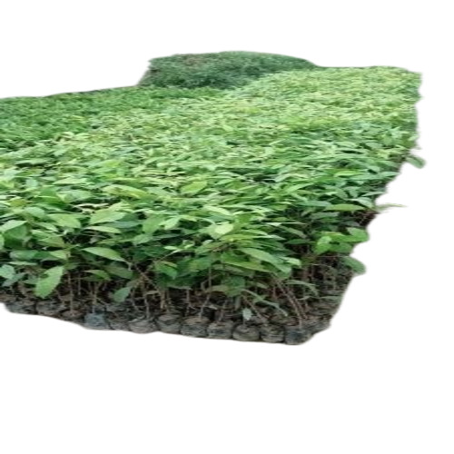 3 Feet African Mahogany Plant