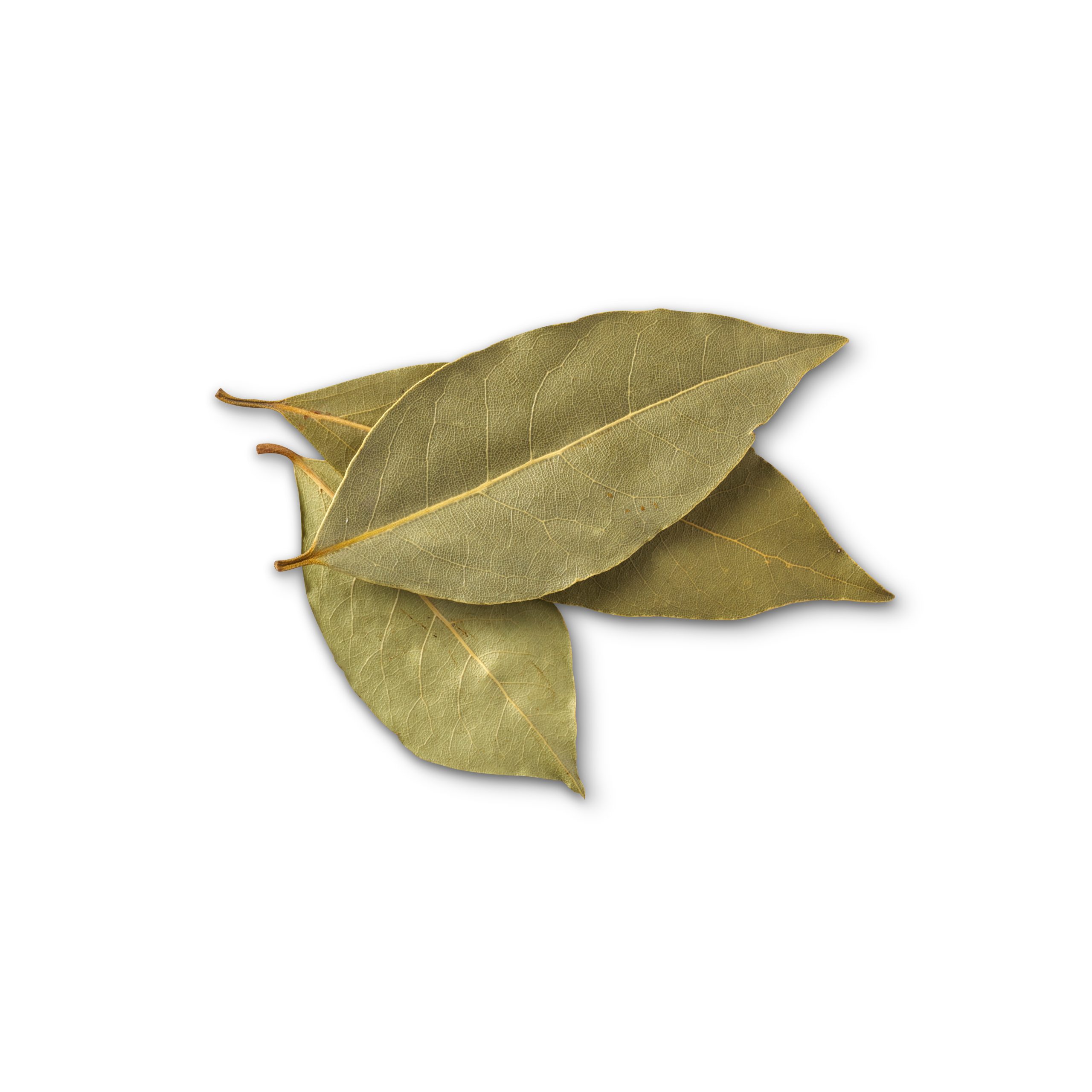 Bay Leaf