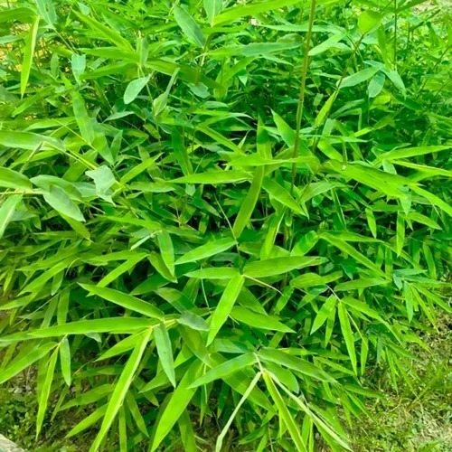 Green Bambusa Bamboo Plants
