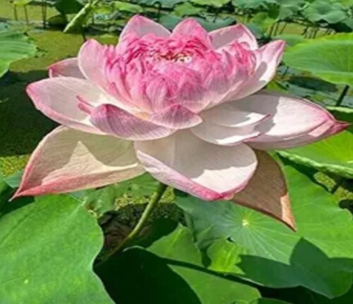 Lotus plant