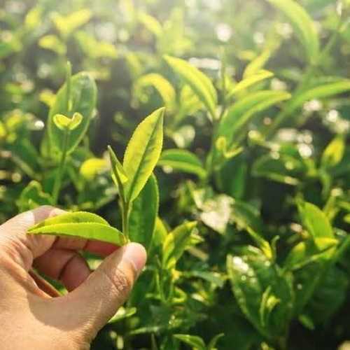 Swastea Organic Tea