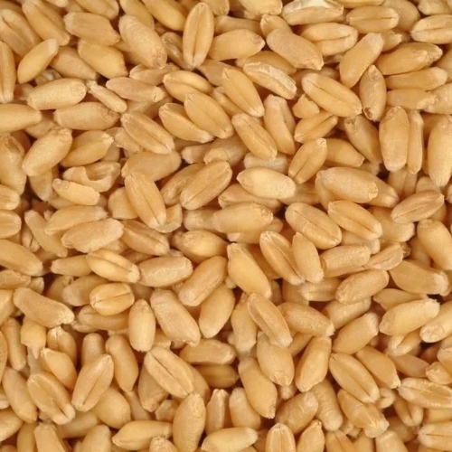 Wheat Grains Organic