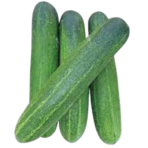 Fresh Cucumber