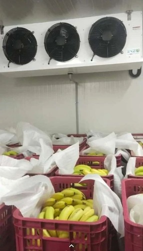 Banana Ripening Cold Storage Room