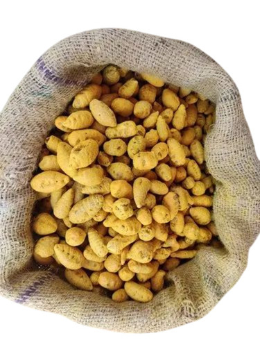 Turmeric Bulb
