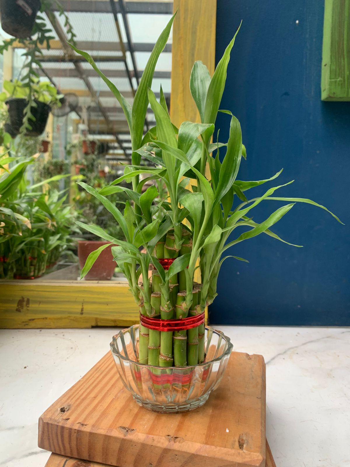 Bamboo Plants In Bowl Plants For Corporate Gifting