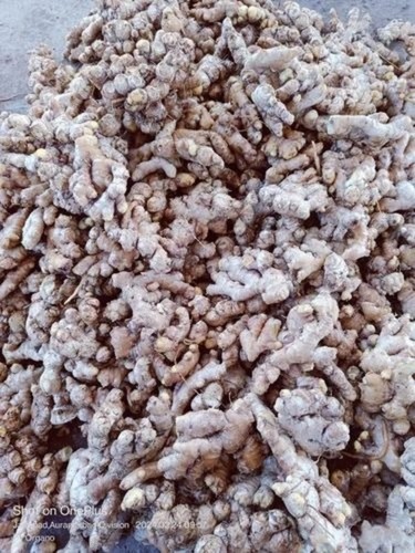 Fresh Dry Ginger