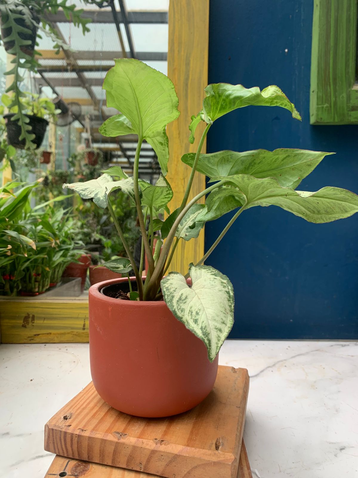 Indoor Plant In 4 Inch Teracota Pot For Plant Gifting