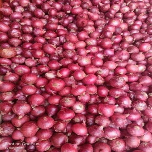Medium Size Onion