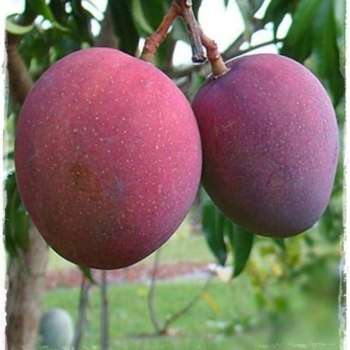 Miyazaki Mango Plant