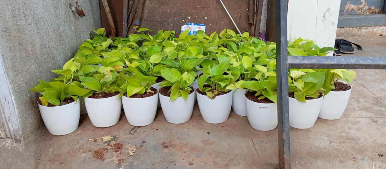 Money Plant In 5 Inch White Plastic Pot Plant Gifting - Color: Green