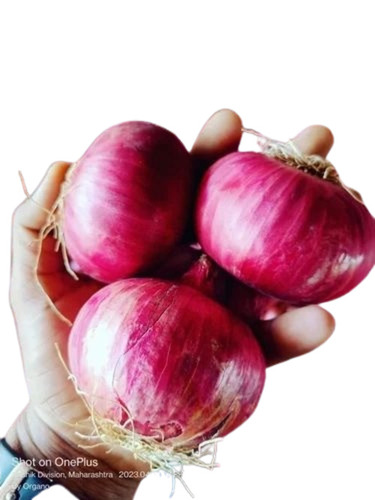 New Garva Onion