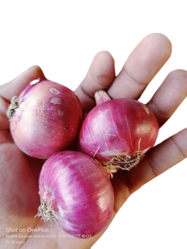 Onion By Organo Trading Company
