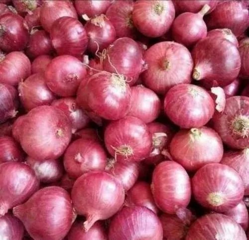 Onion