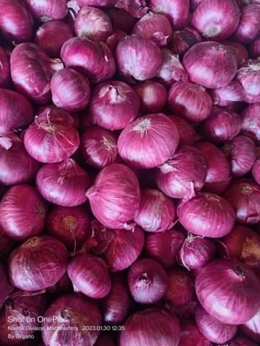 Red Nashik Onion