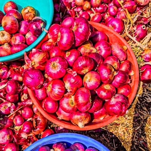 Rich Flavor Red Onion