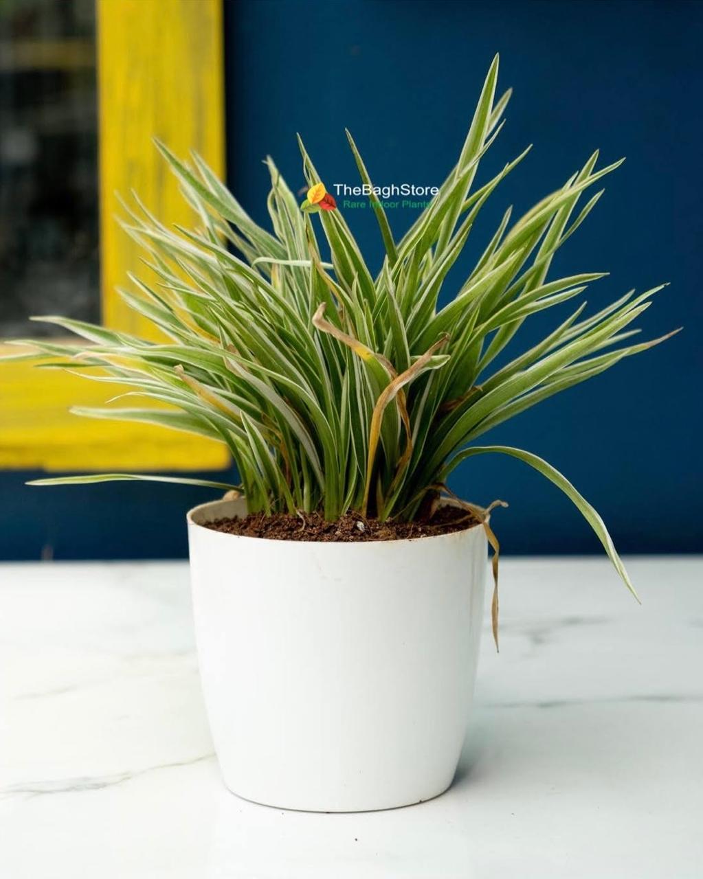 Spider Plant In 4 Inch White Plastic Pot As Live Plant Gifts - Color: Green