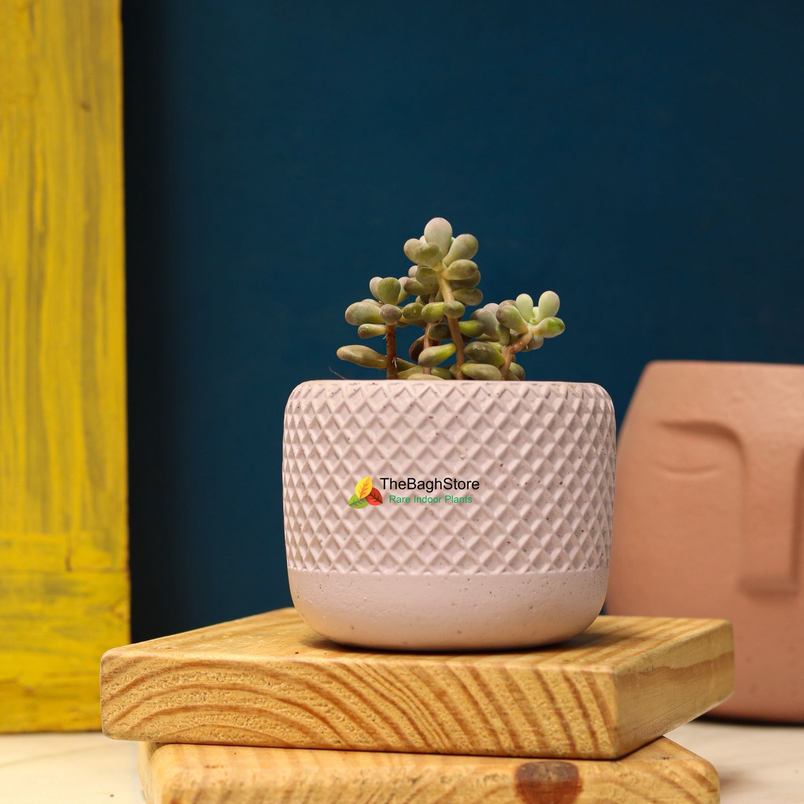 Succulent In Concrete Mini 4 Inch Pot For Plant Gifting - Color: Green