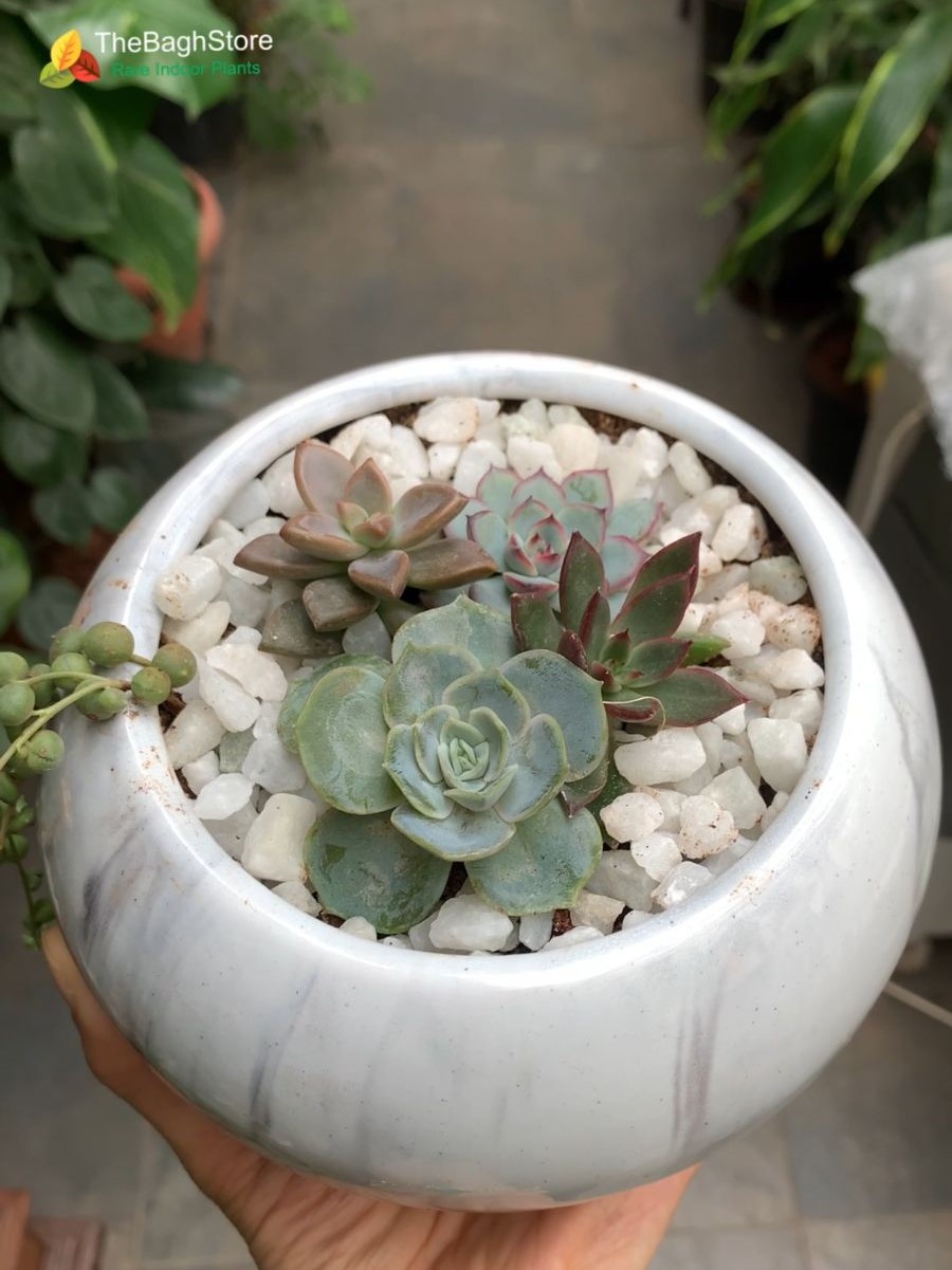 Succulent Plant In 6 Inch Ceramic Pot For Return Gift