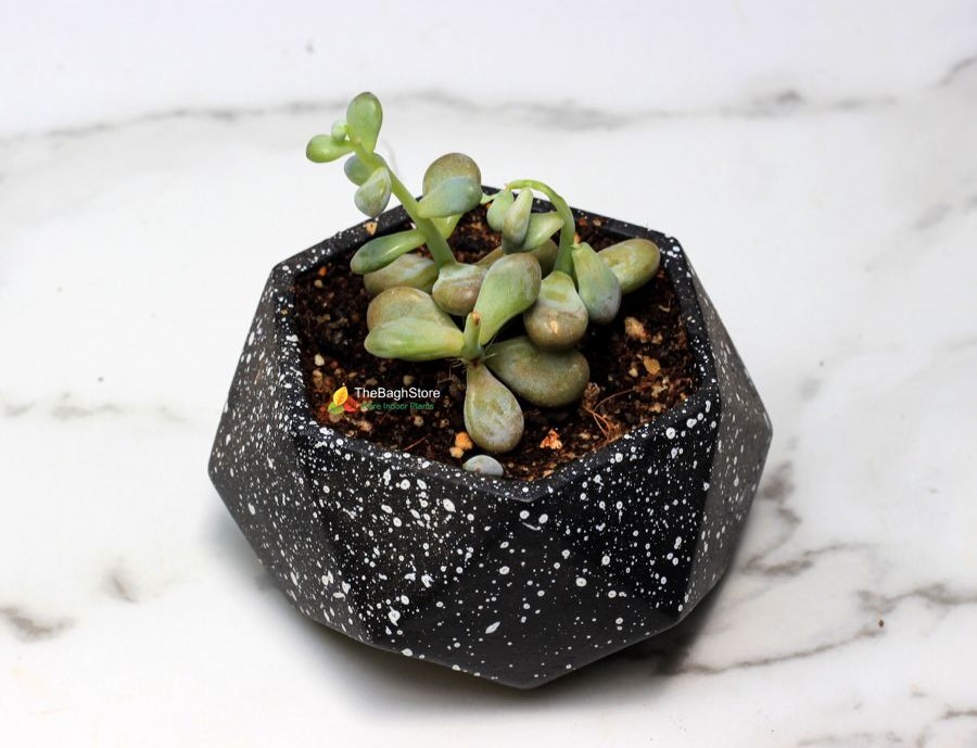 Succulent Plant in Mini 4 Inch Concrete Pot For Plant Gifting