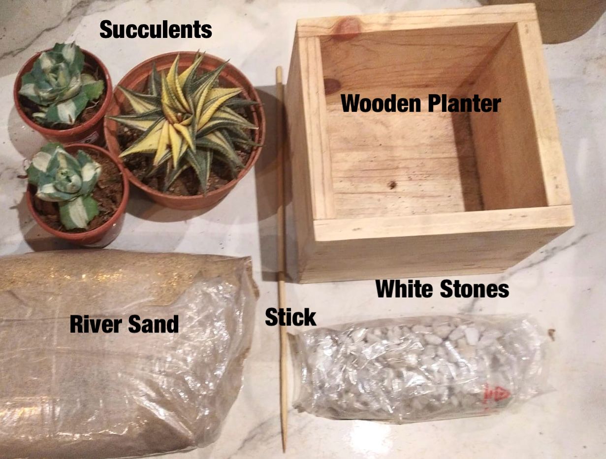 Terrarium Plant in 6 inch Wooden Planter For Gifting