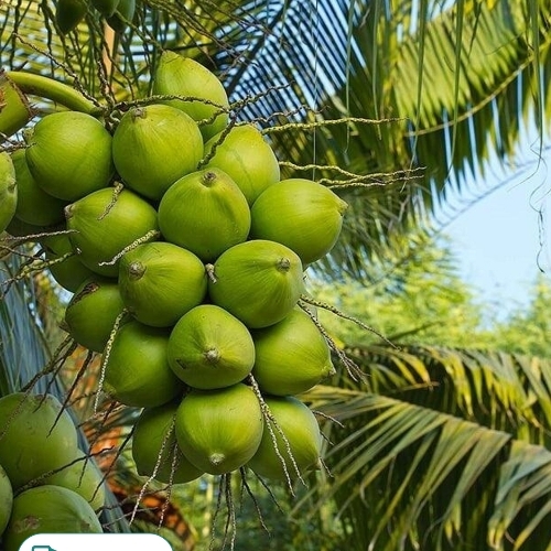Vietnam Coconut Plant