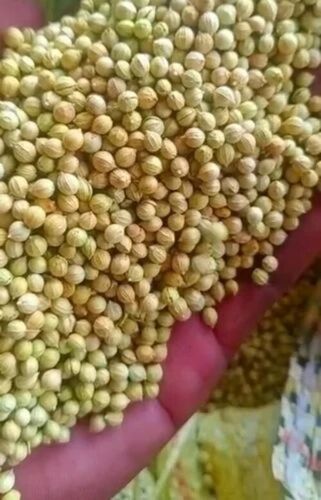 hybrid coriander seed