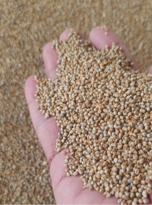 Green Millets