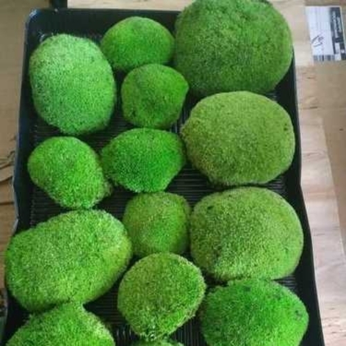 Eco Friendly Preserved Moss