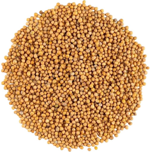 Yellow Mustard Seeds - Cultivation Type: Common