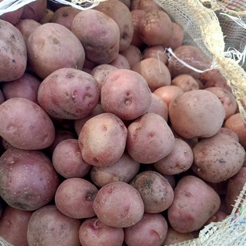 A Grade LR Red Organic Potato