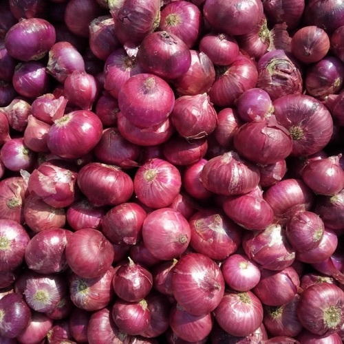 Red Fresh Onion