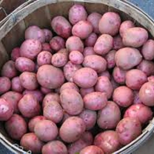 Red Potatoes