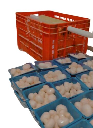 Button Mushroom - Color: White