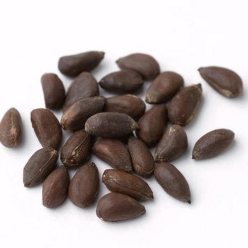 Cotton Seeds 