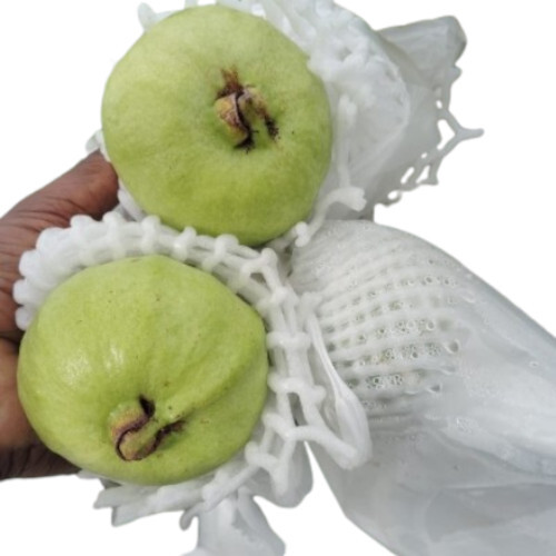 Guava Fruit