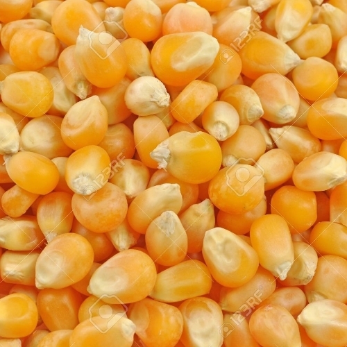 Maize Seeds