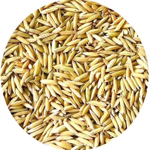 Paddy Seeds