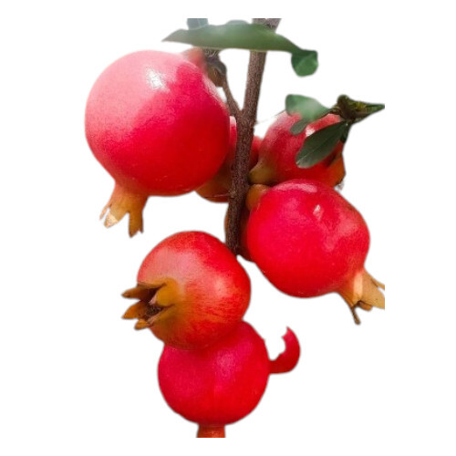 Pomegranate Fruit