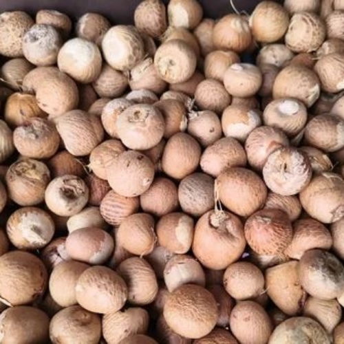 Whole Betel Nuts